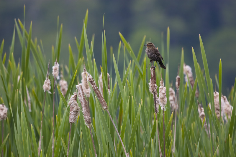 Red-Winged Blackbird In Reeds